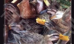 钓鱼人卷毛爆料视频下载,下载背后的故事